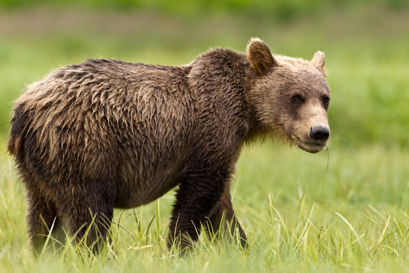 Grizzly Bear Cub